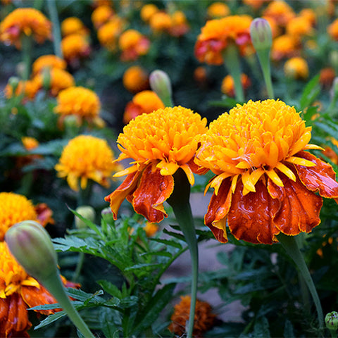 Tagetes-Patula-French-Marigold-Seeds
