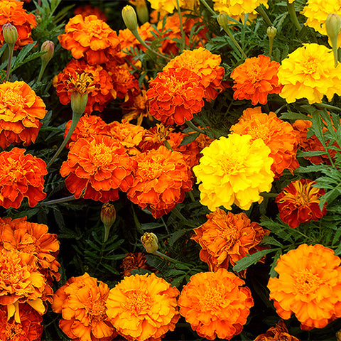 Tagetes-Patula-Seeds