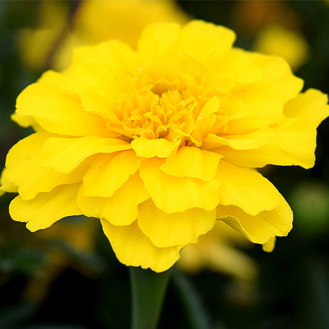 Tagetes-Patula-Seeds