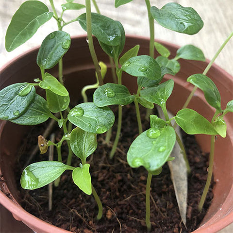 Taiwan Red Lady Papaya Seeds