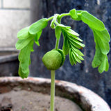 Tamarindus indica & Tamarind Seeds