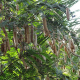 Tamarindus indica & Tamarind Seeds
