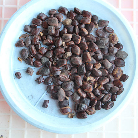 Tamarindus indica & Tamarind Seeds