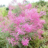 Tamarix-ramosissima-Saltcedar-Seeds