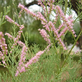 Tamarix-ramosissima-Saltcedar-Seeds