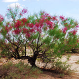 Tamarix-ramosissima-Saltcedar-Seeds