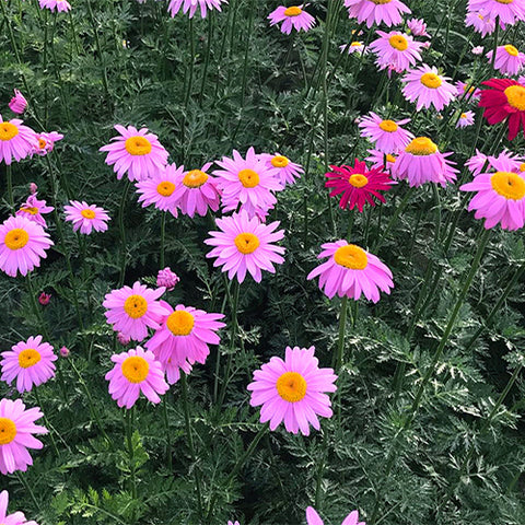 Tanacetum-Cinerariifolium-Pyrethrum-Seeds