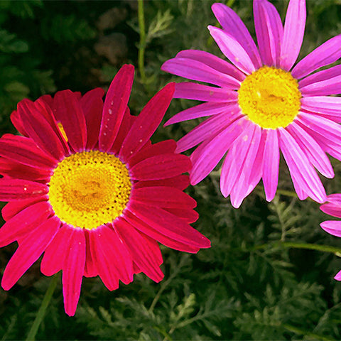 Tanacetum-Cinerariifolium-Pyrethrum-Seeds