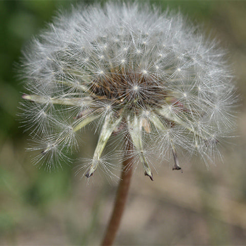 Taraxacum-Mongolicum-Dandelion-Seeds