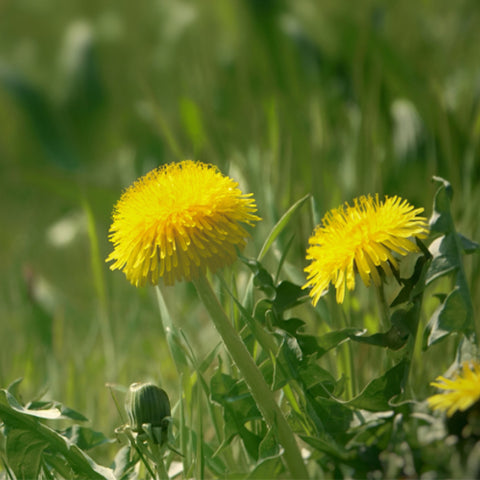 Taraxacum-Mongolicum-Dandelion-Seeds