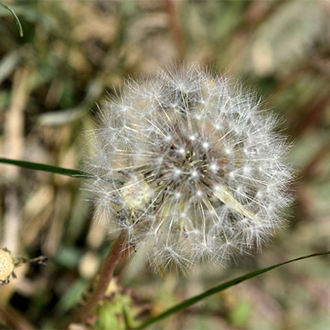Taraxacum-Mongolicum-Dandelion-Seeds