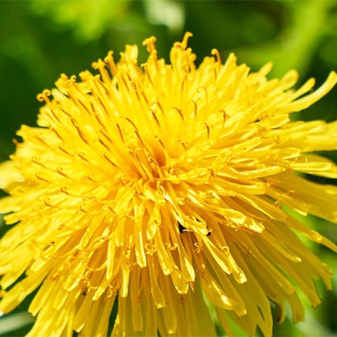 Taraxacum-Mongolicum-Dandelion-Seeds