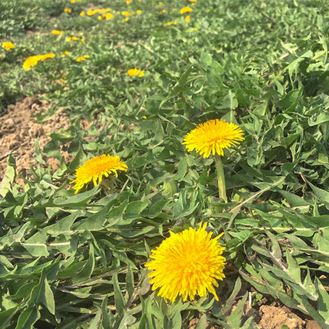 Taraxacum mongolicum & Wild dandelion Seeds