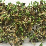 Taraxacum mongolicum & Wild dandelion Seeds