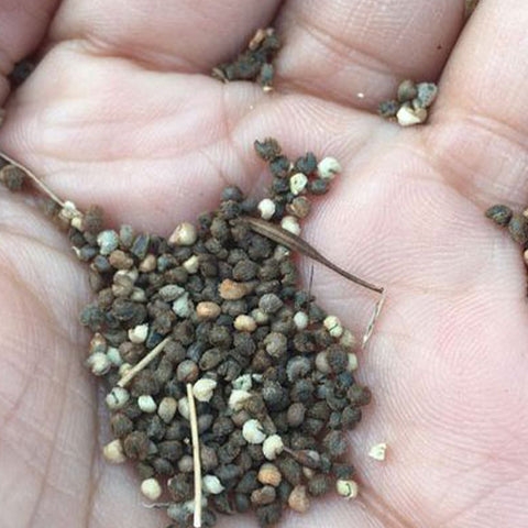 Tarenaya Hassleriana & Spider Flower Seeds