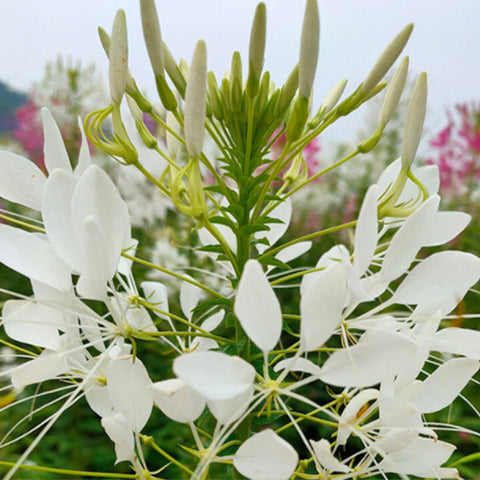 Tarenaya Hassleriana & Spider Flower Seeds