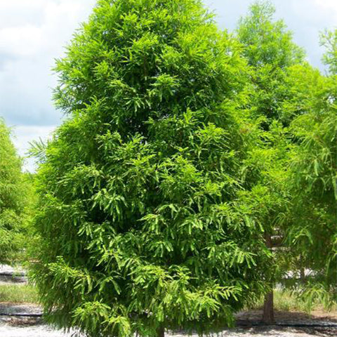 Taxodium distichum & Bald cypress Seeds
