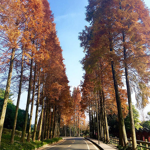 Taxodium distichum & Bald cypress Seeds