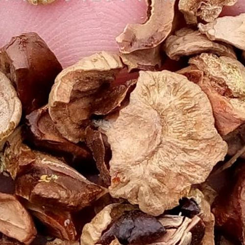 Taxodium-distichum-Swamp-cypress-Seeds