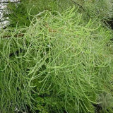 Taxodium-distichum-Swamp-cypress Seeds