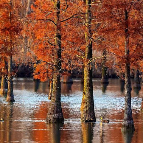 Taxodium-distichum-Swamp-cypress-Seeds