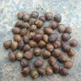 Taxus-wallichiana-Himalayan-yew-Seeds