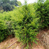 Taxus-wallichiana-Himalayan-yew-Seeds