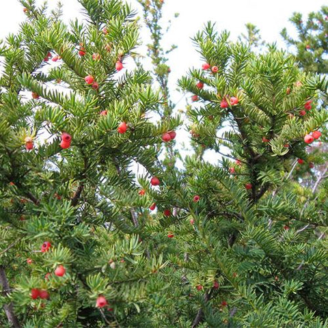 Taxus-wallichiana-Himalayan-yew-Seeds