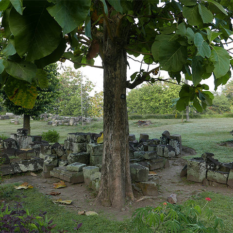 Tectona-grandis-Teak-Seeds