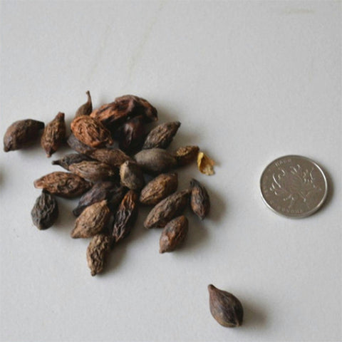Terminalia neotaliala & Madagascar almond tree Seeds