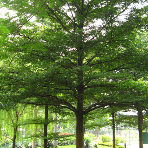 Terminalia neotaliala & Madagascar almond tree Seeds