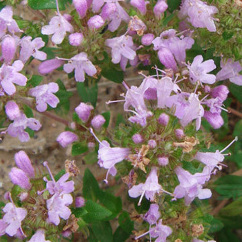 Thymus Mongolicus & Thyme Seeds