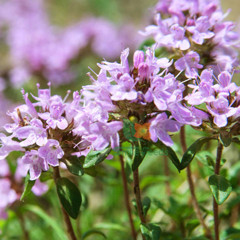 Thymus Mongolicus & Thyme Seeds