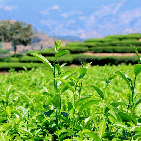Tieguanyin-Tea-Seeds