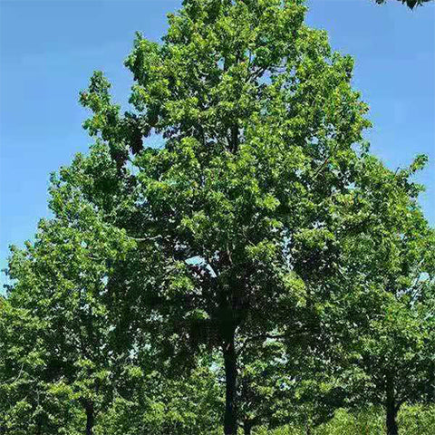 Tilia tuan & Linden tree Seeds