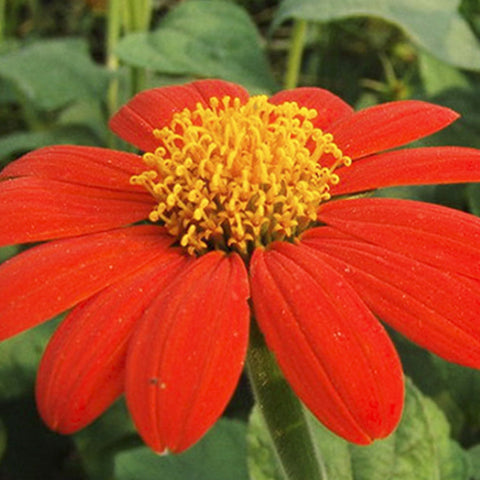 Tithonia Rotundifolia & Mexican Sunflower Seeds