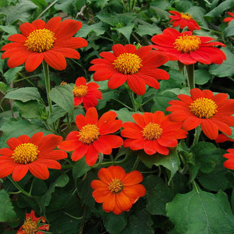 Tithonia Rotundifolia & Mexican Sunflower Seeds
