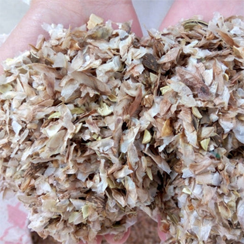 Toona-ciliata-Red-Tsubaki-Seeds2