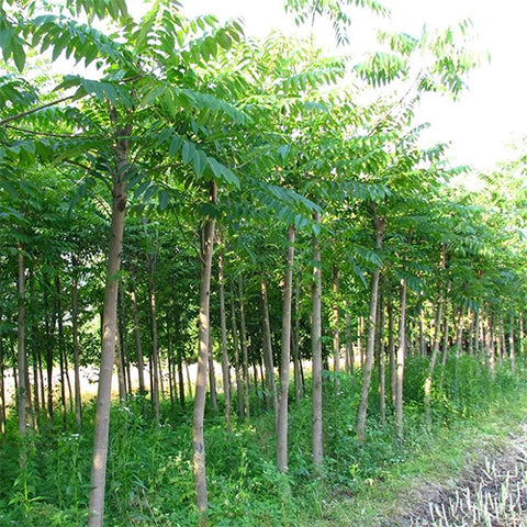 Toona-ciliata-Red-Tsubaki-Seeds2