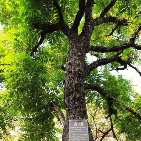 Toona sinensis & Chinese mahogany Seeds