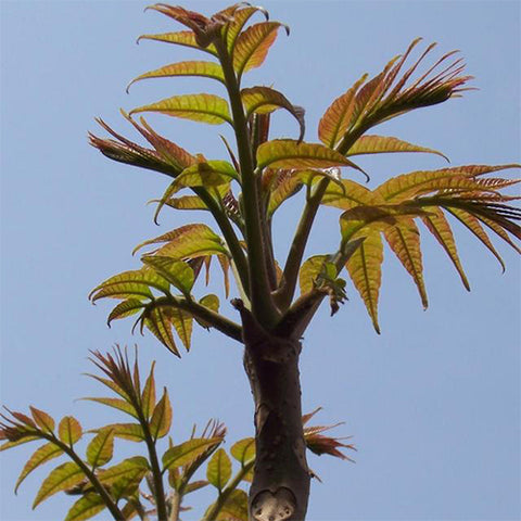 Toona sinensis & Chinese mahogany Seeds