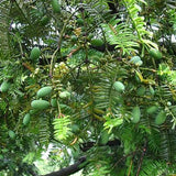 Torreya-grandis-Chinese-nutmeg-yew-Seeds