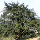 Torreya-grandis-Chinese-nutmeg-yew-Seeds