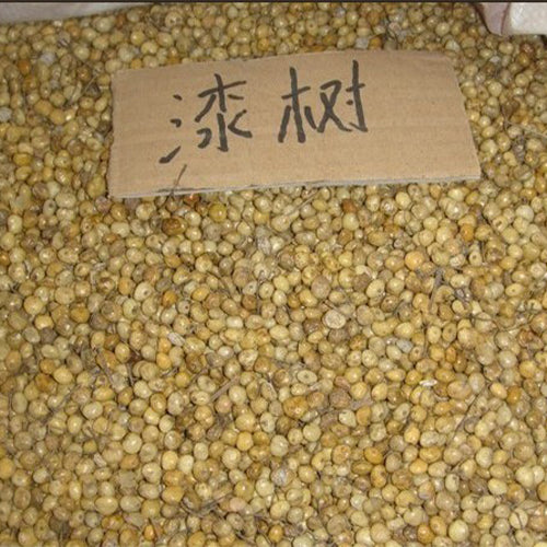 Toxicodendron Vernicifluum & Chinese Lacquer Tree Seeds – HeYou Seeds