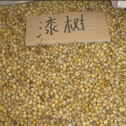 Toxicodendron-vernicifluum-Chinese-lacquer-tree-Seeds