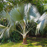 Trachycarpus Fortunei & Palm Tree Seeds