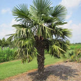 Trachycarpus Fortunei & Palm Tree Seeds