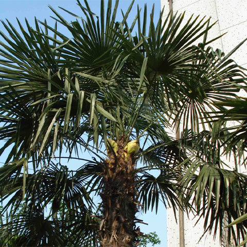 Trachycarpus Fortunei & Palm Tree Seeds