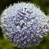 Trachymene Coerulea & Blue Lace Flower Seeds