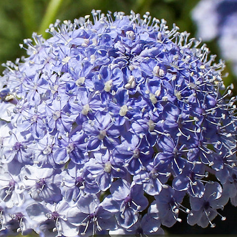 Trachymene Coerulea & Blue Lace Flower Seeds